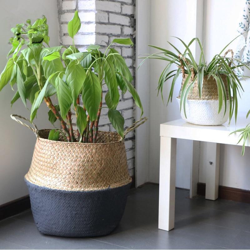 Panier Linge de Jonc de Mer et sa plante