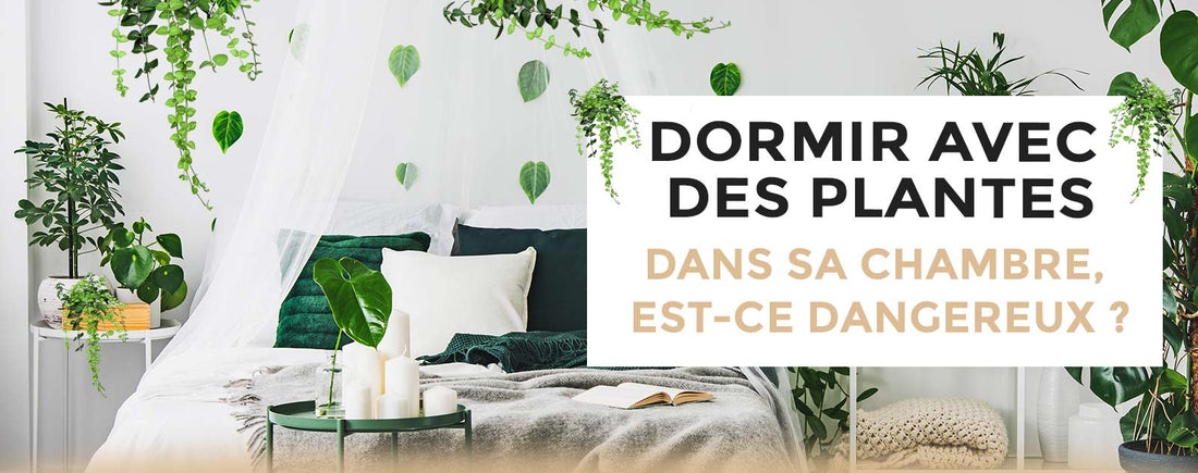 Dormir avec des Plantes Dans Sa Chambre, Est-ce Dangereux ?